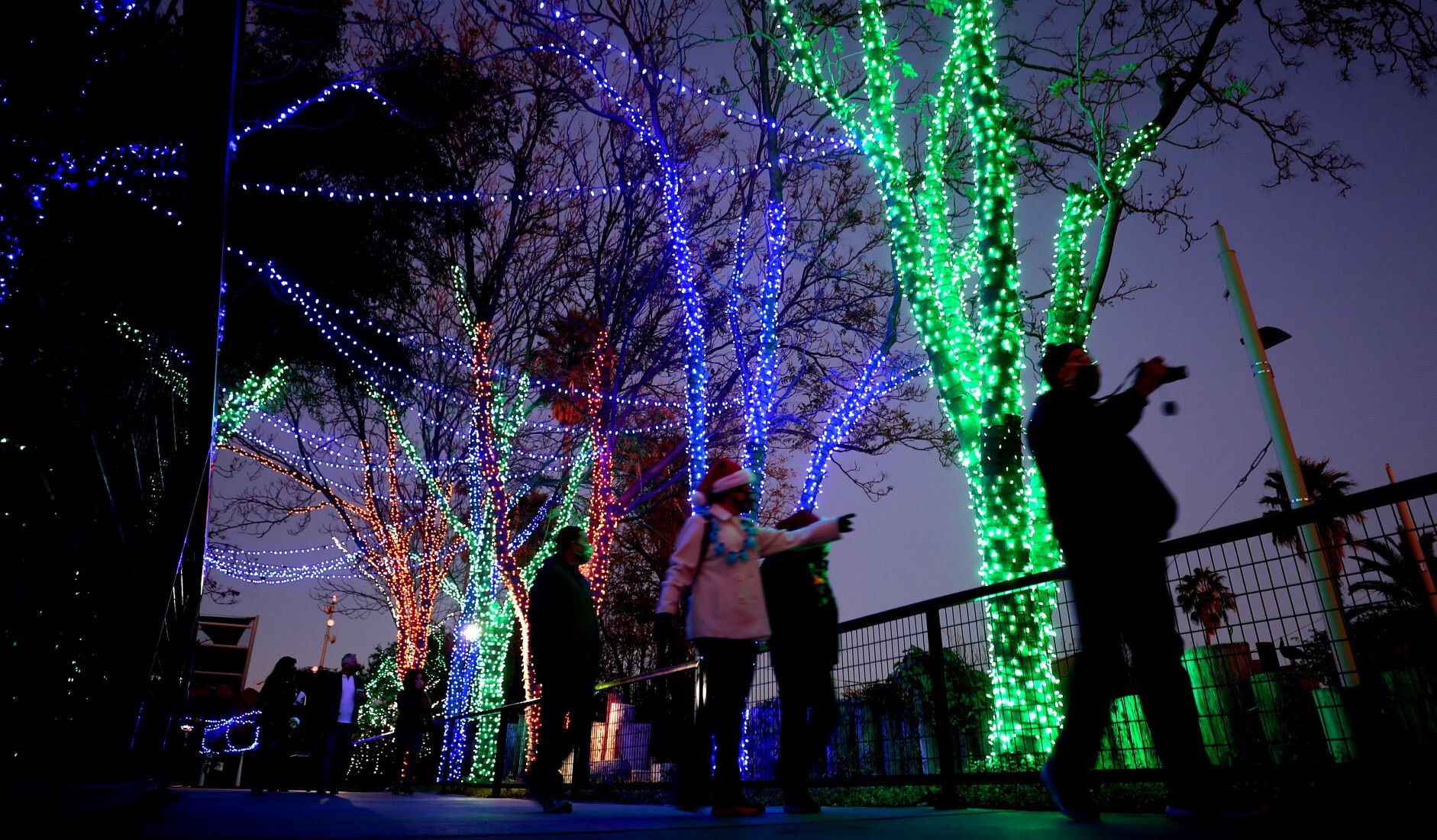 Zoo Lights